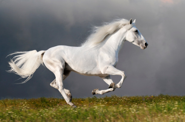 cavallo-bianco-principesse-bambine